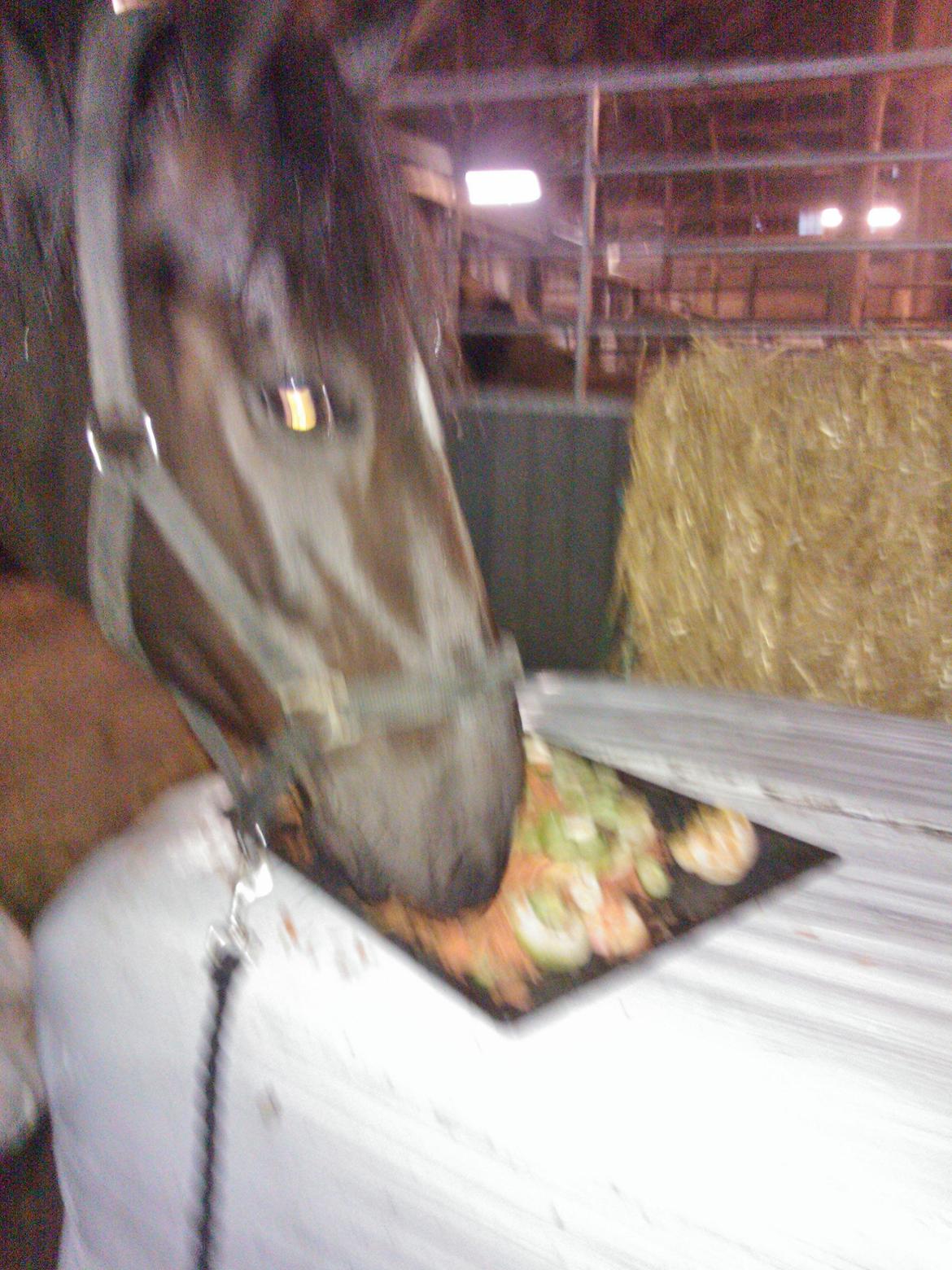 Anden særlig race Josephine - Josephine får Fødselsdags lagkage:) billede 15