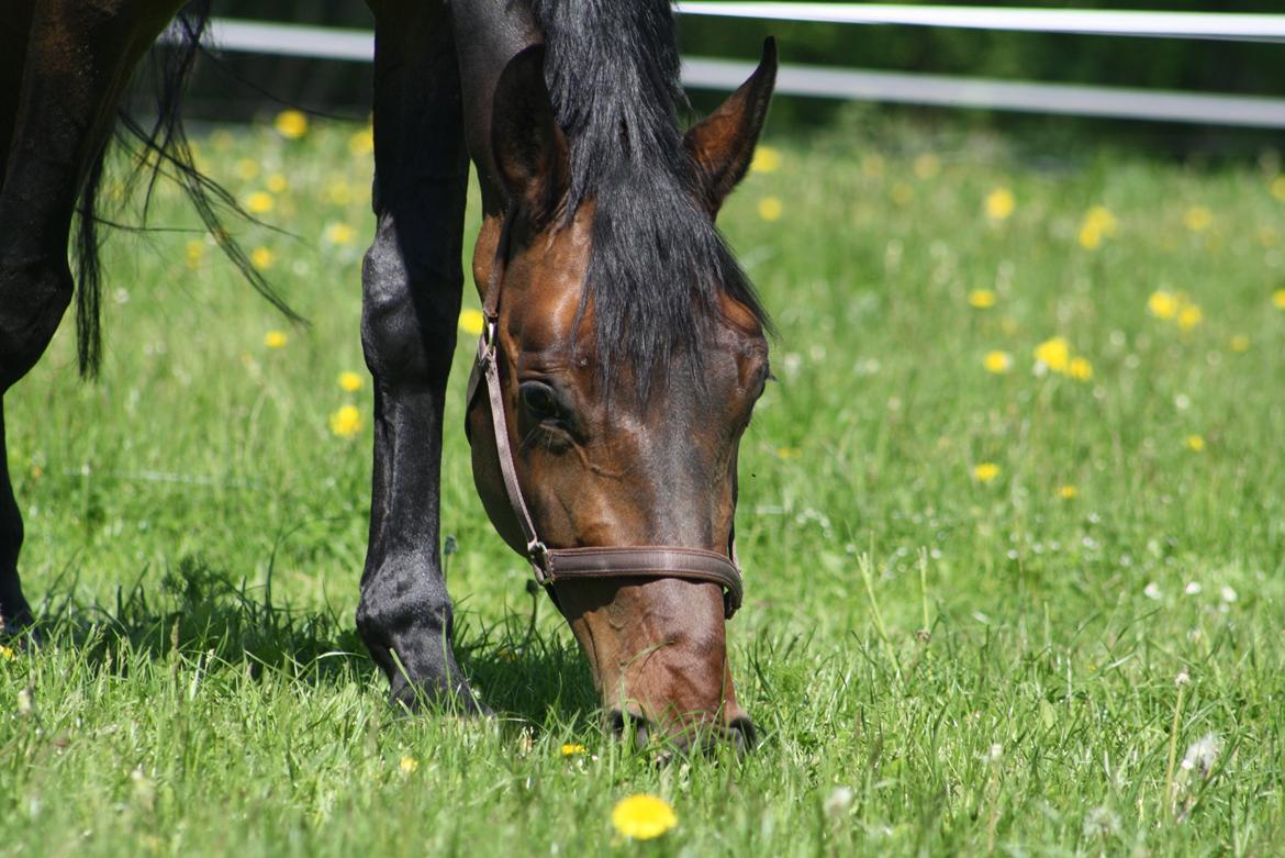 Dansk Varmblod JAP's Royal Dancer billede 9