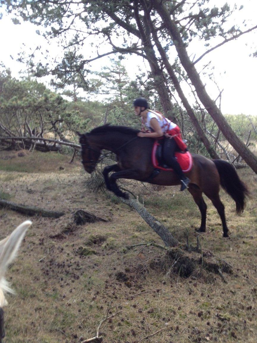 Oldenborg Brunør II billede 18