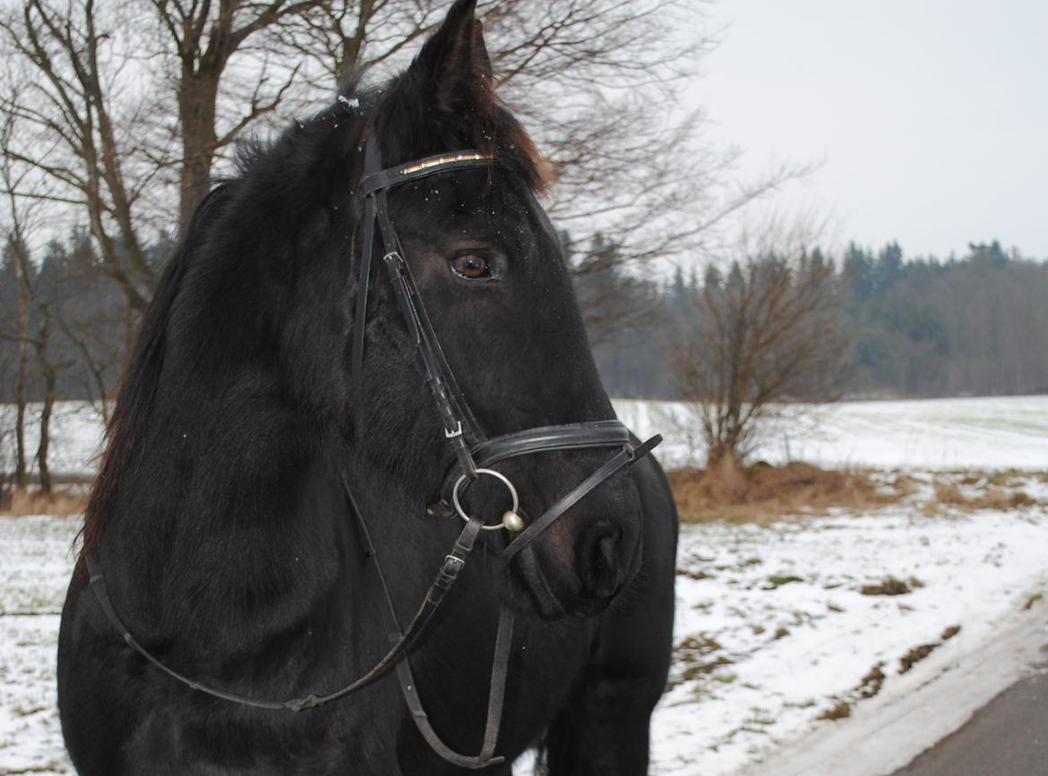 Frieser Altruida K. billede 20