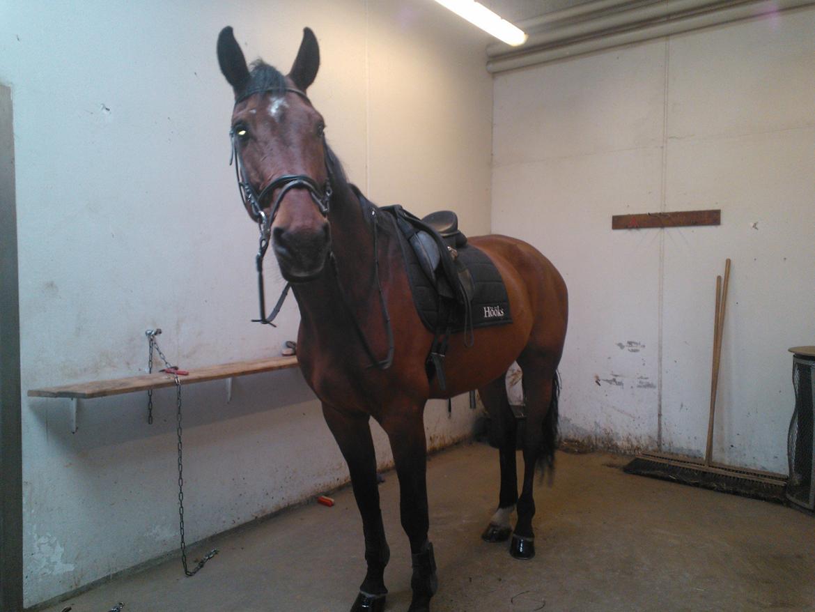 Dansk Varmblod Van Light billede 5