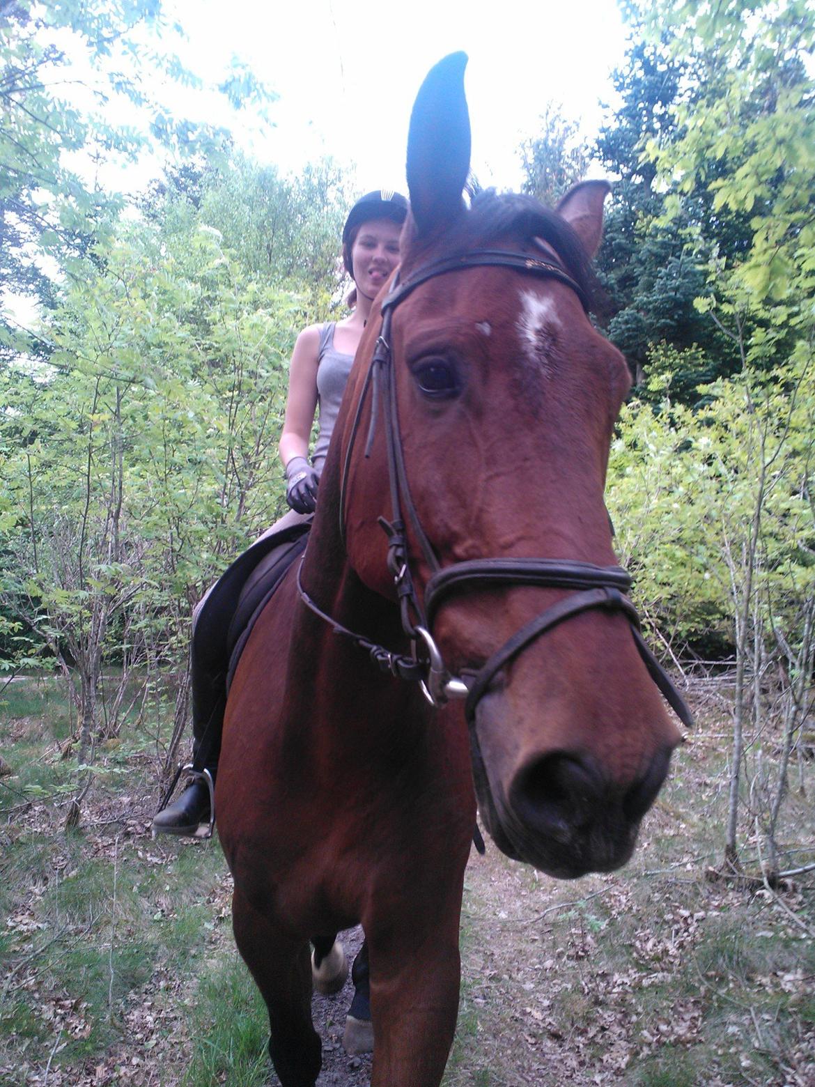 Dansk Varmblod Van Light billede 12