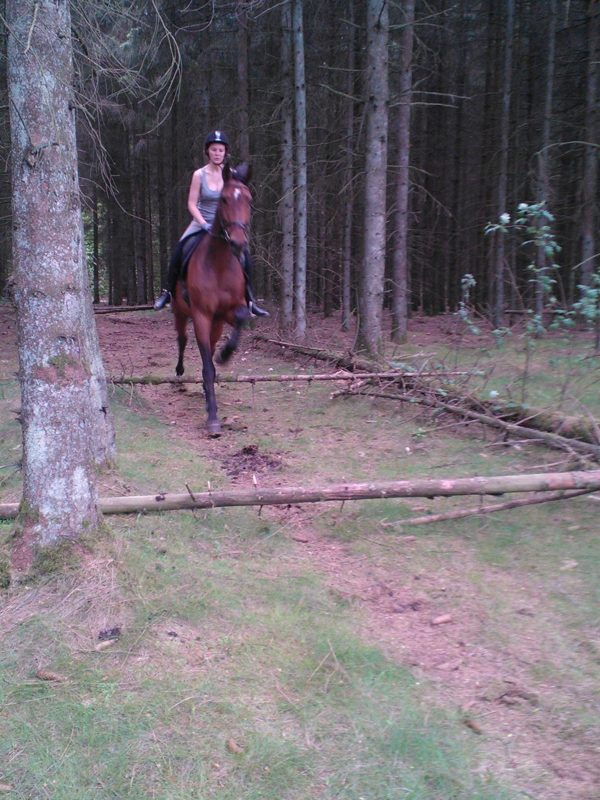 Dansk Varmblod Van Light billede 3