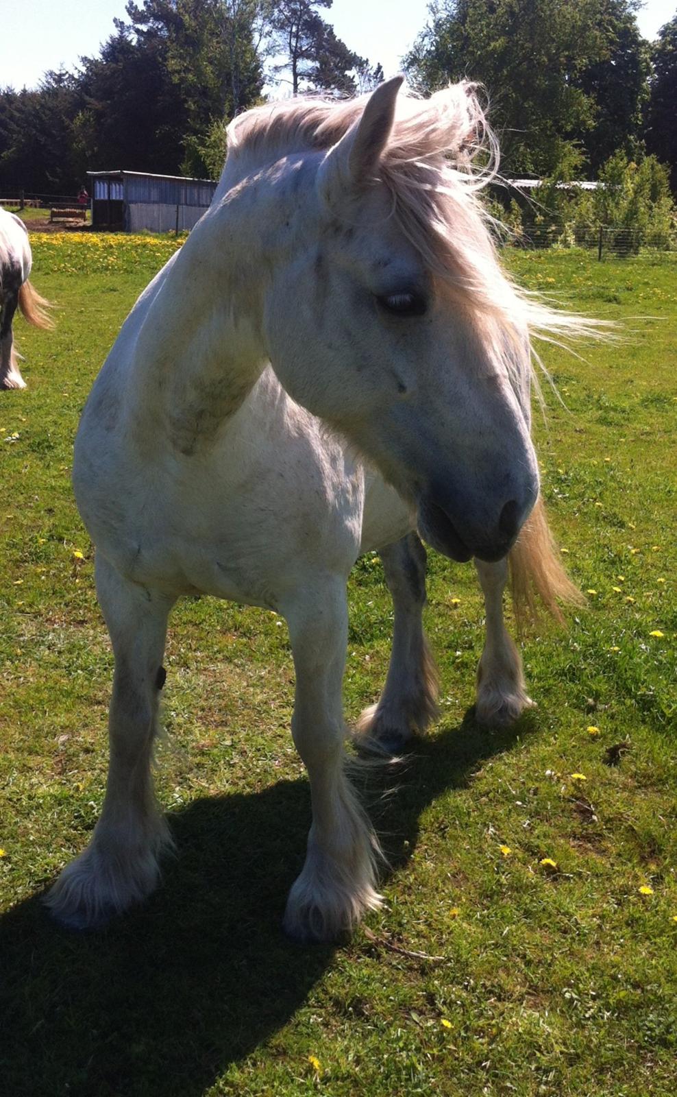 Irish Cob Tøsen - Wild and Free billede 17