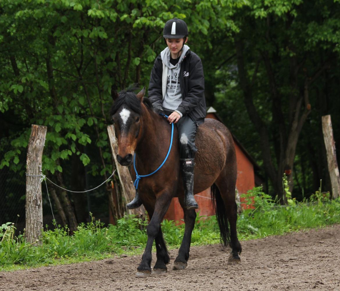 Anden særlig race Tjalfe - Trav i cordeo [Foto: Trine] billede 8