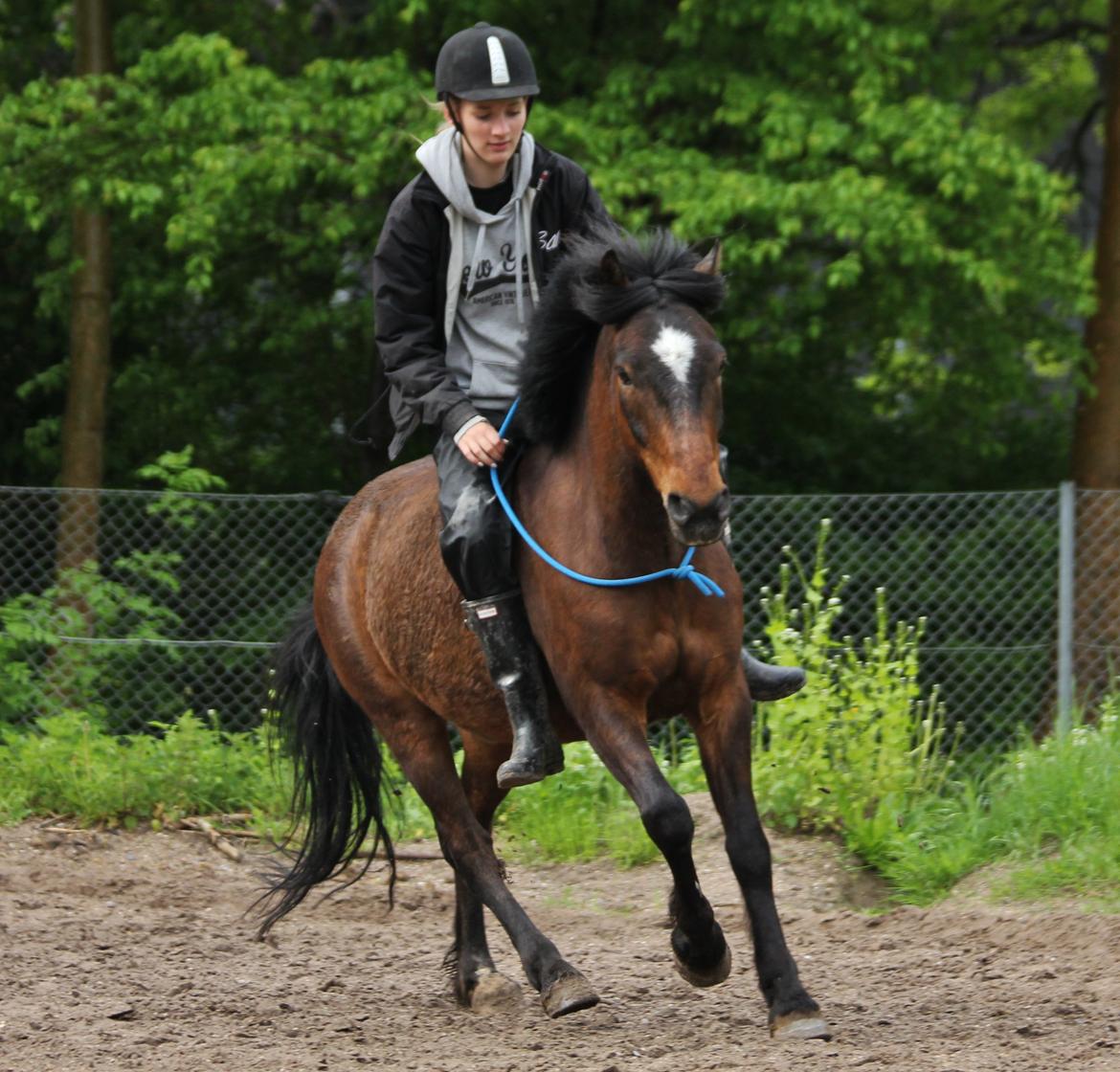 Anden særlig race Tjalfe - Galop i cordeo. Vores 6 årsdag. <3 [Foto: Trine] billede 6