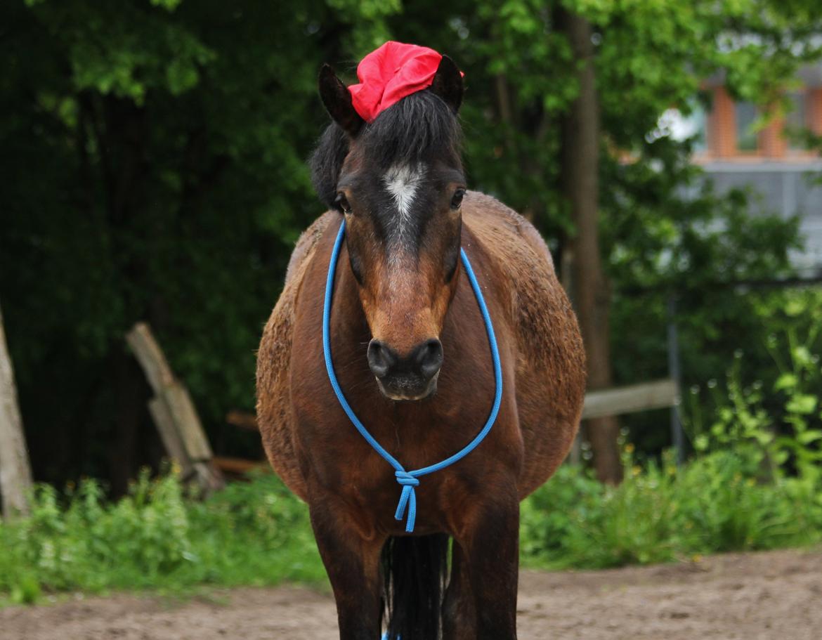 Anden særlig race Tjalfe - Huhuhhu, var der nogen der sagde tyk? :-D [Foto: Trine.] billede 20