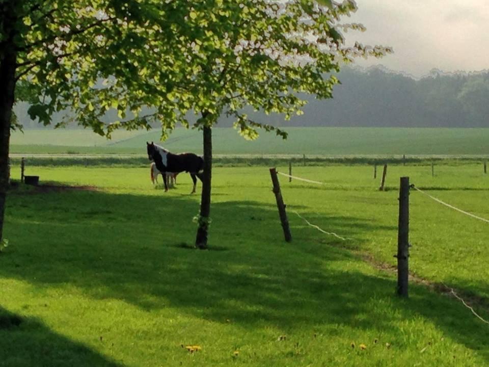 Anden særlig race Boston (en ener) (stjernen)  <3 billede 13