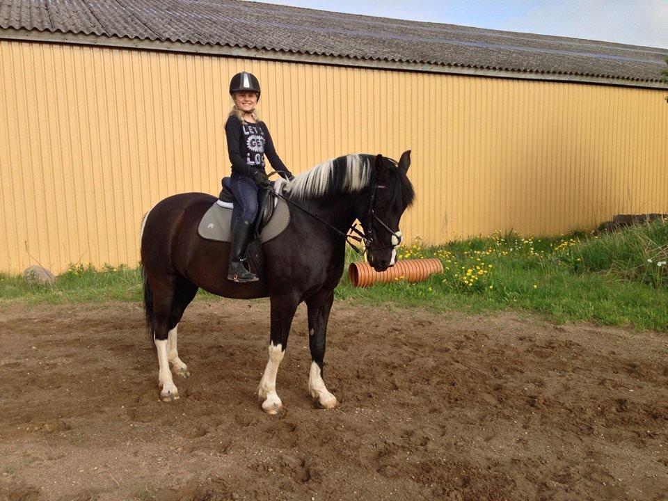 Anden særlig race Boston (en ener) (stjernen)  <3 billede 14