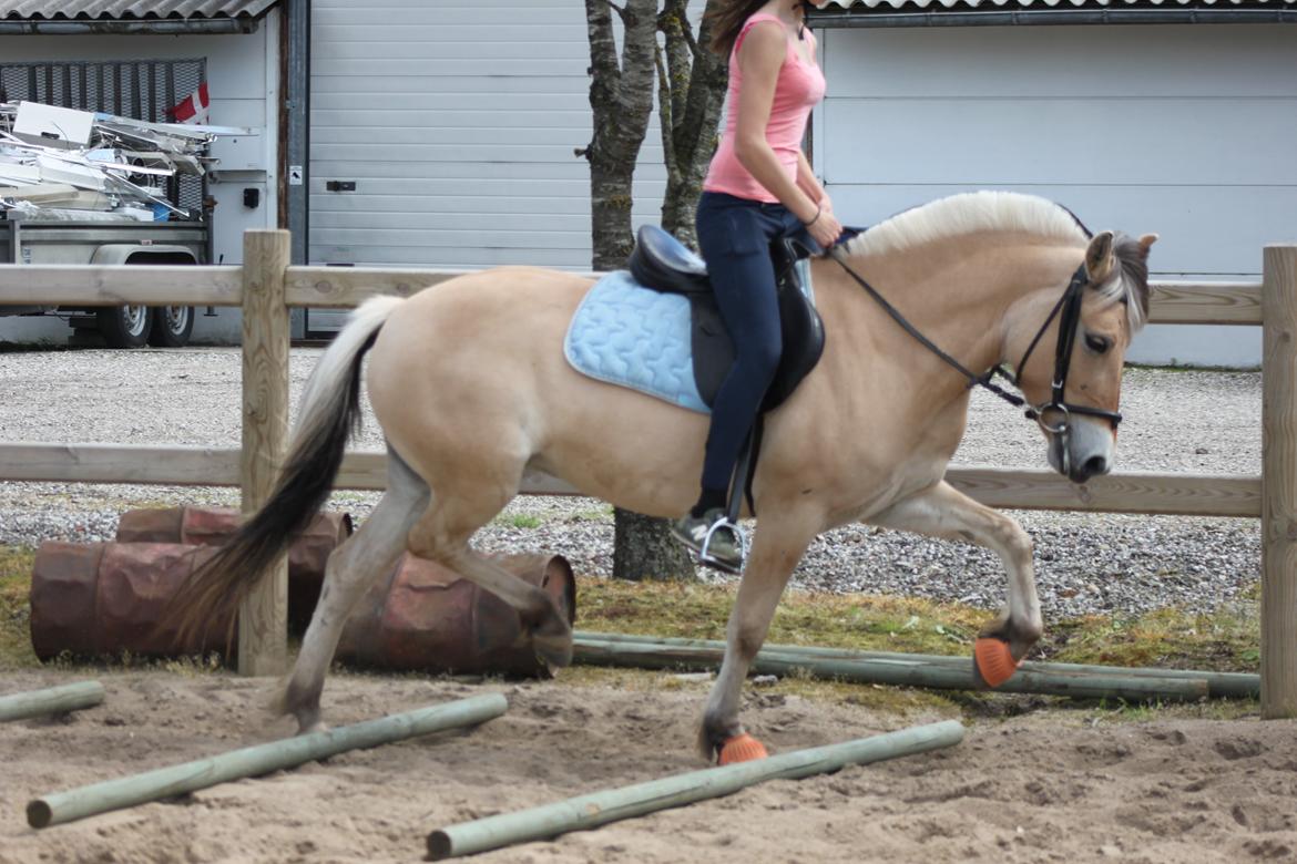 Fjordhest Vesteragers Bella - Cathrine rider! billede 17