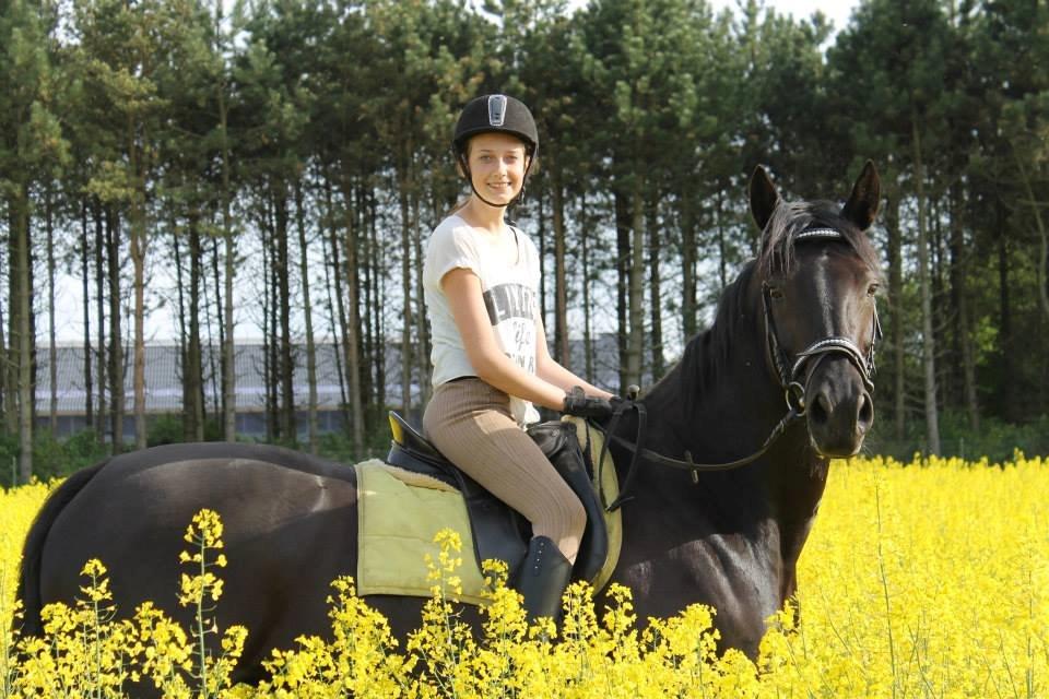 Dansk Varmblod Duchesse [Himmel hest] billede 1