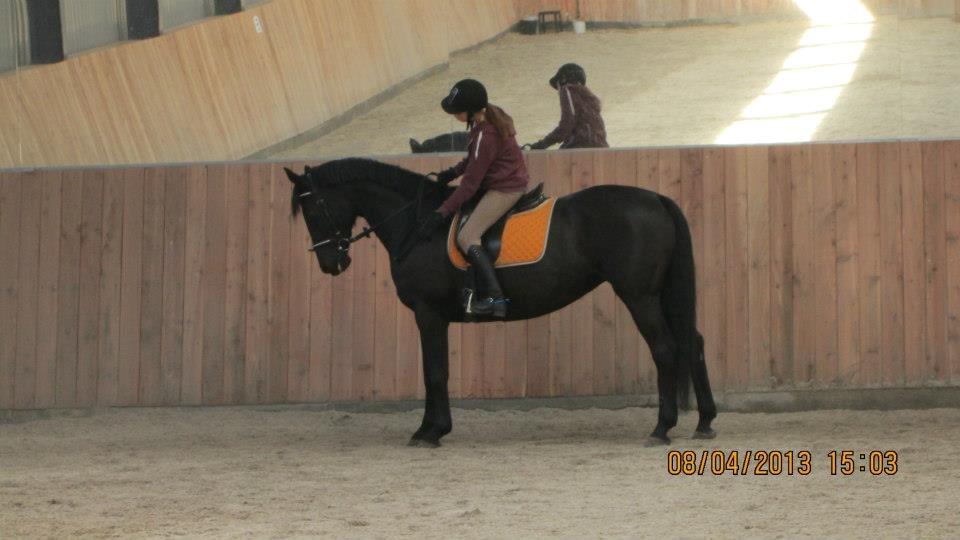 Dansk Varmblod Duchesse [Himmel hest] billede 4