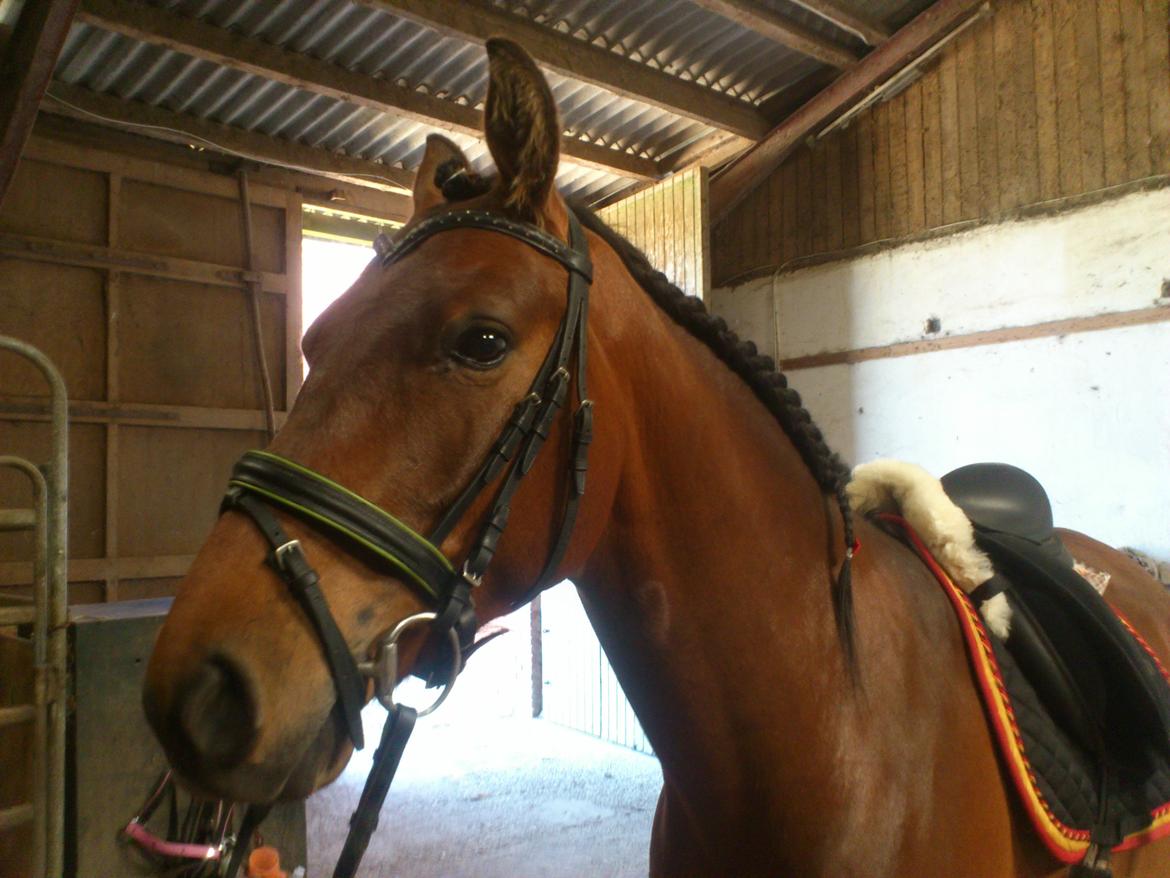 Shagya Araber (SH) Bahebec Takhises *Basse* - *SOLGT* billede 13