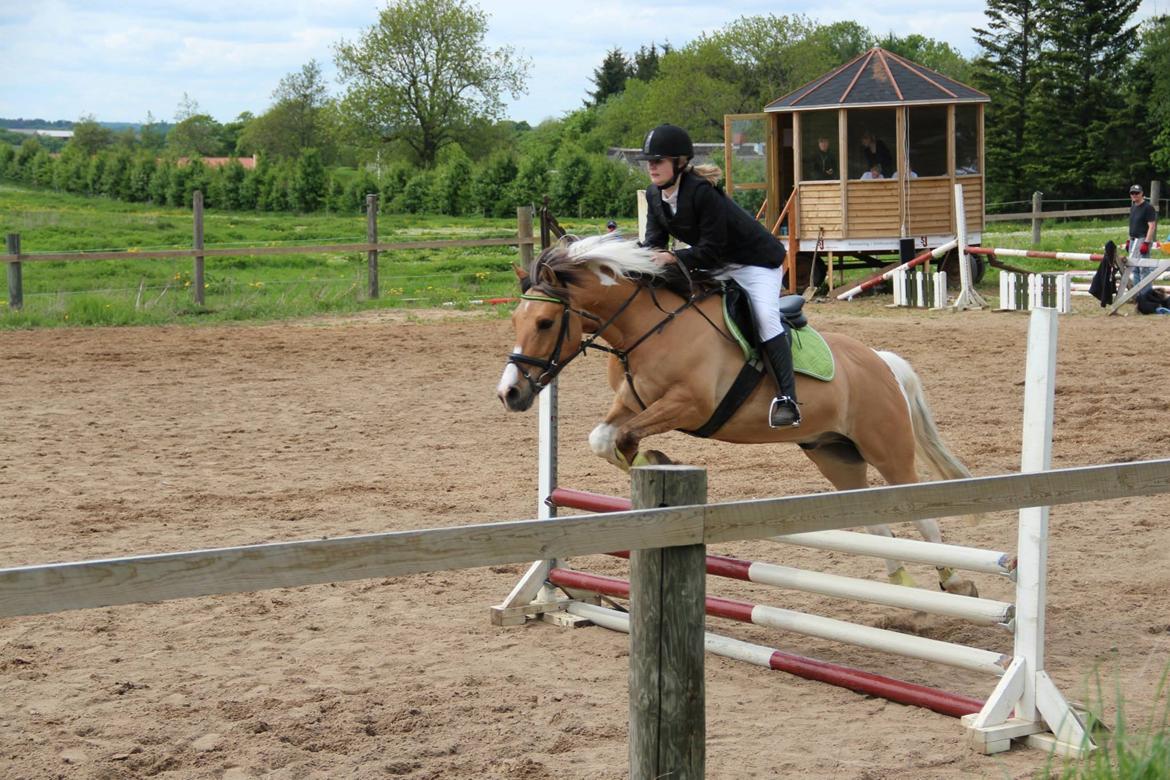 Anden særlig race Charming *Tidl. Part* - Stævne d. 25 maj 2013 billede 1