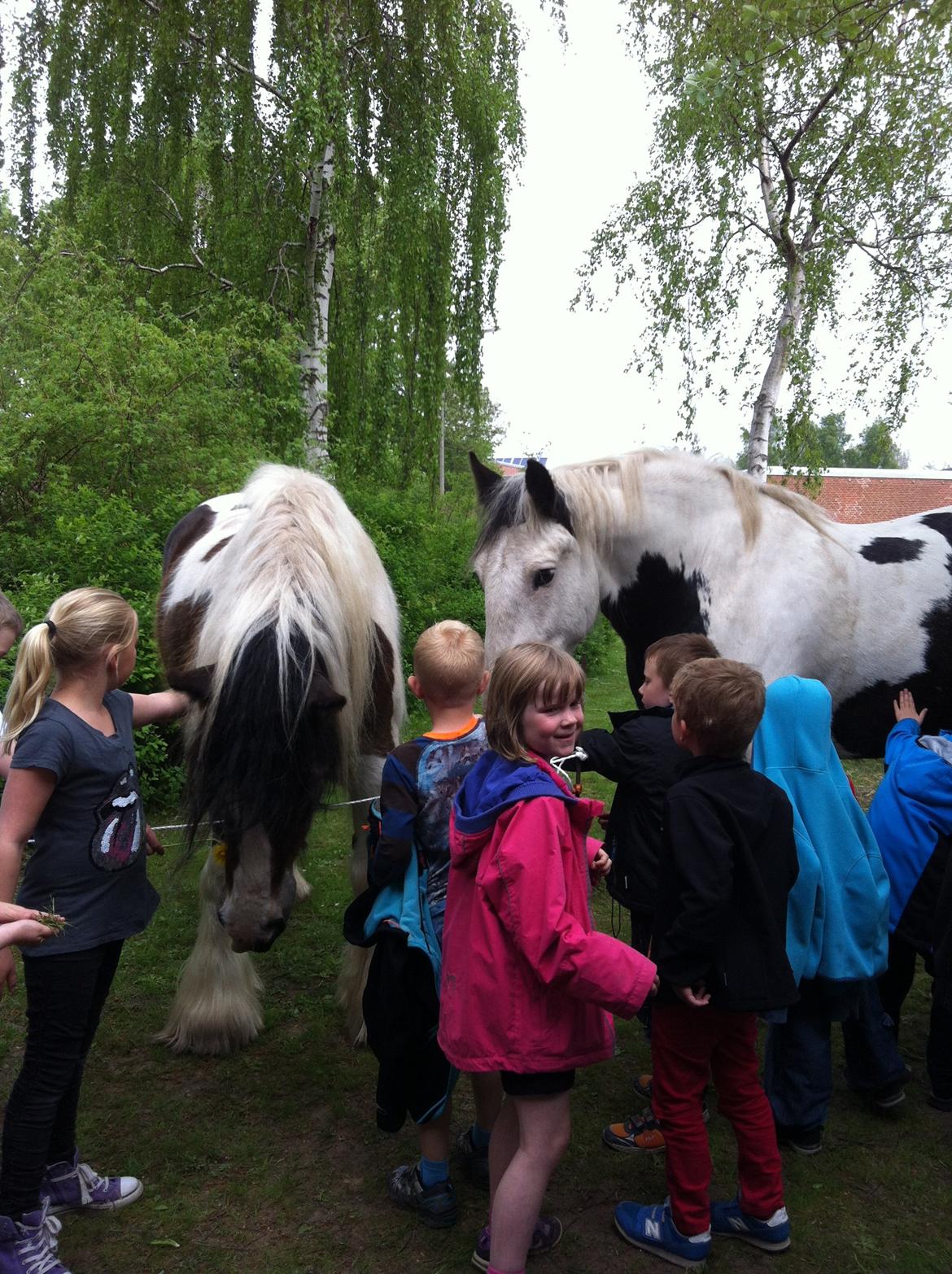 Irish Cob Grace O`Malley fan Kilewier - Grace og Playboy til dyrskue på min arbejdsplads - Vipperød skole. billede 14