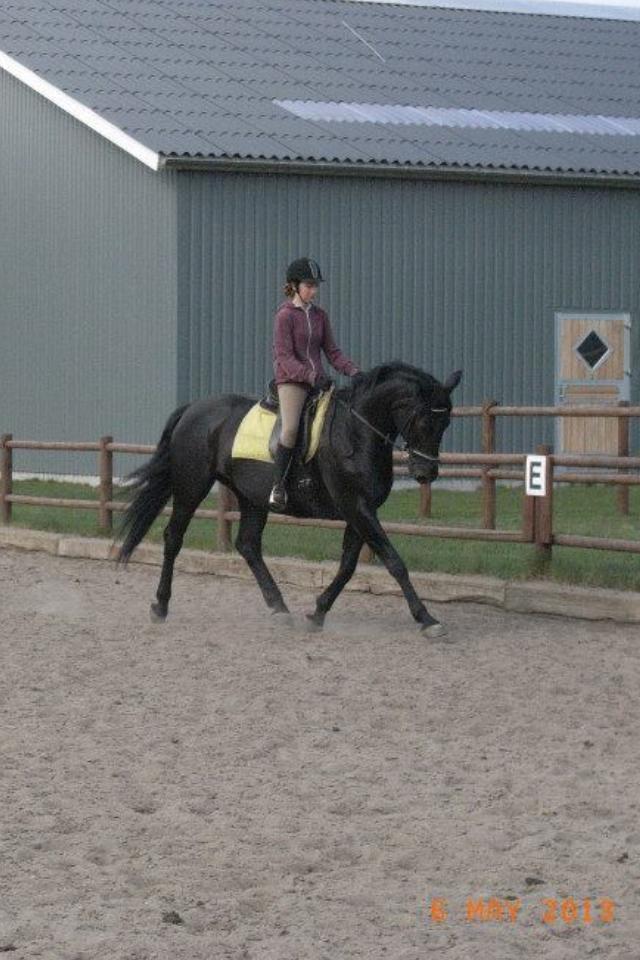 Dansk Varmblod Duchesse [Himmel hest] billede 2