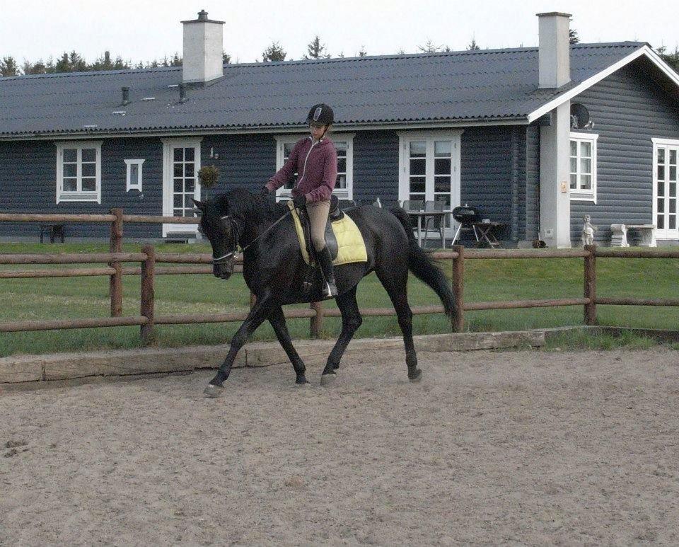 Dansk Varmblod Duchesse [Himmel hest] billede 3