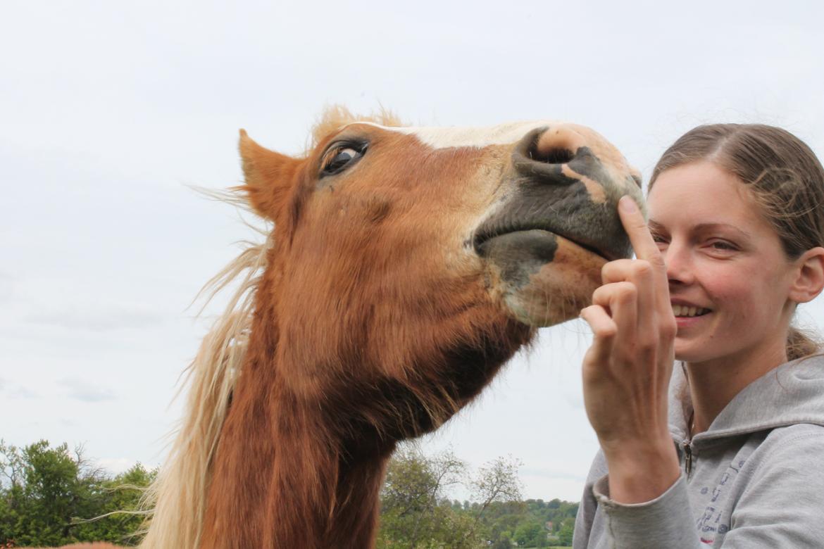 Welsh Cob (sec D) Bymosegaards Gigant billede 10