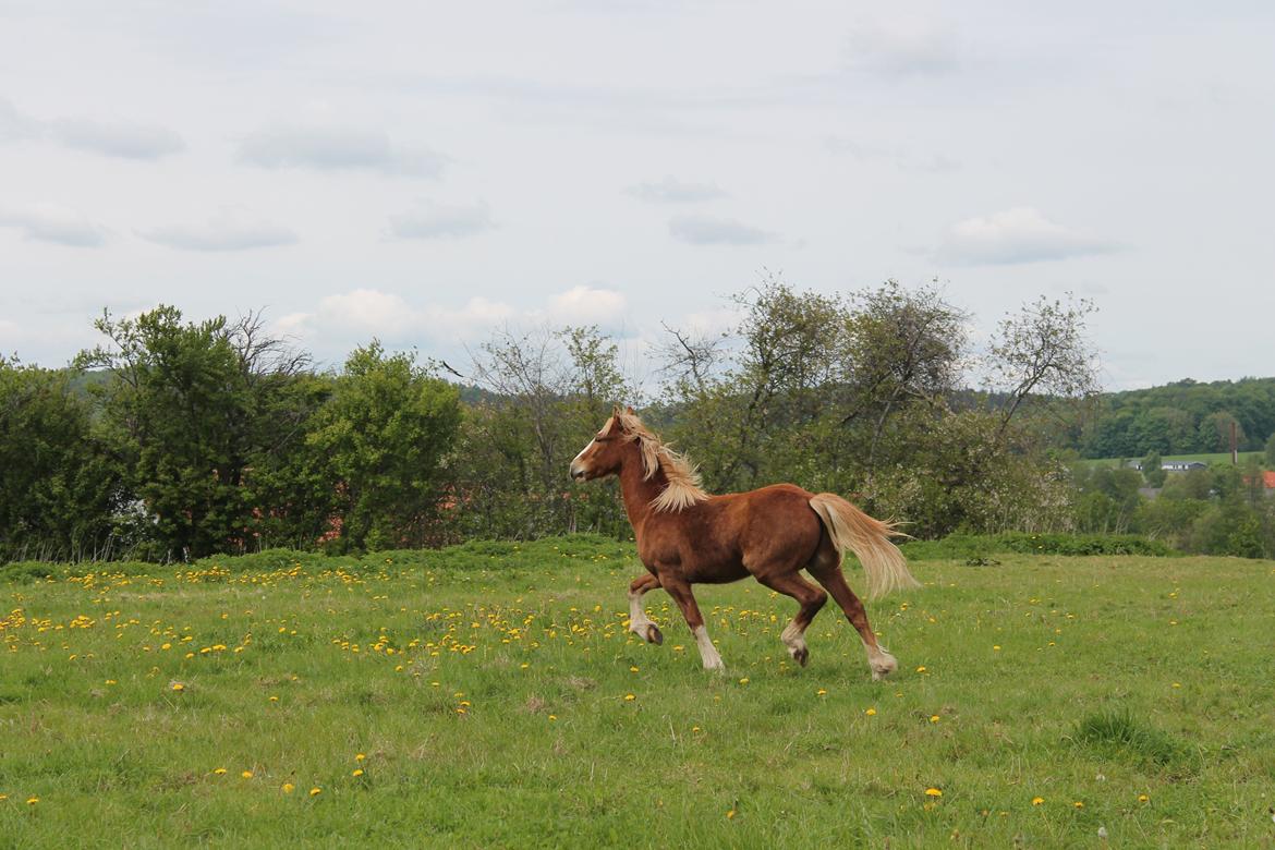 Welsh Cob (sec D) Bymosegaards Gigant billede 11