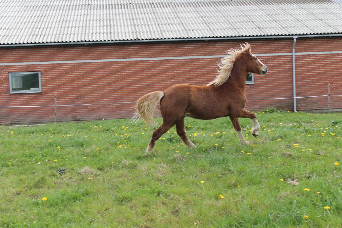 Welsh Cob (sec D) Bymosegaards Gigant billede 12