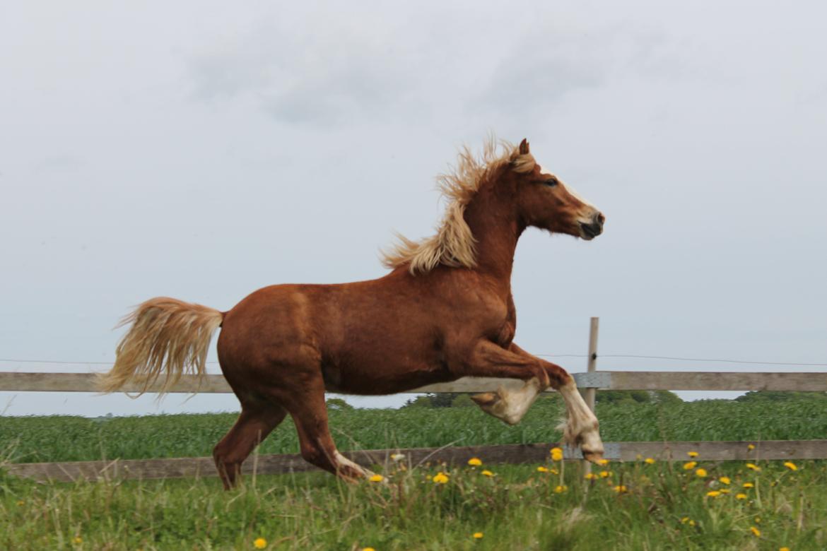 Welsh Cob (sec D) Bymosegaards Gigant billede 13