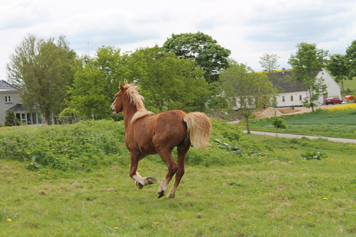 Welsh Cob (sec D) Bymosegaards Gigant - Når enden er god, er alting godt - Husk at lægge en hilsen :-) billede 14