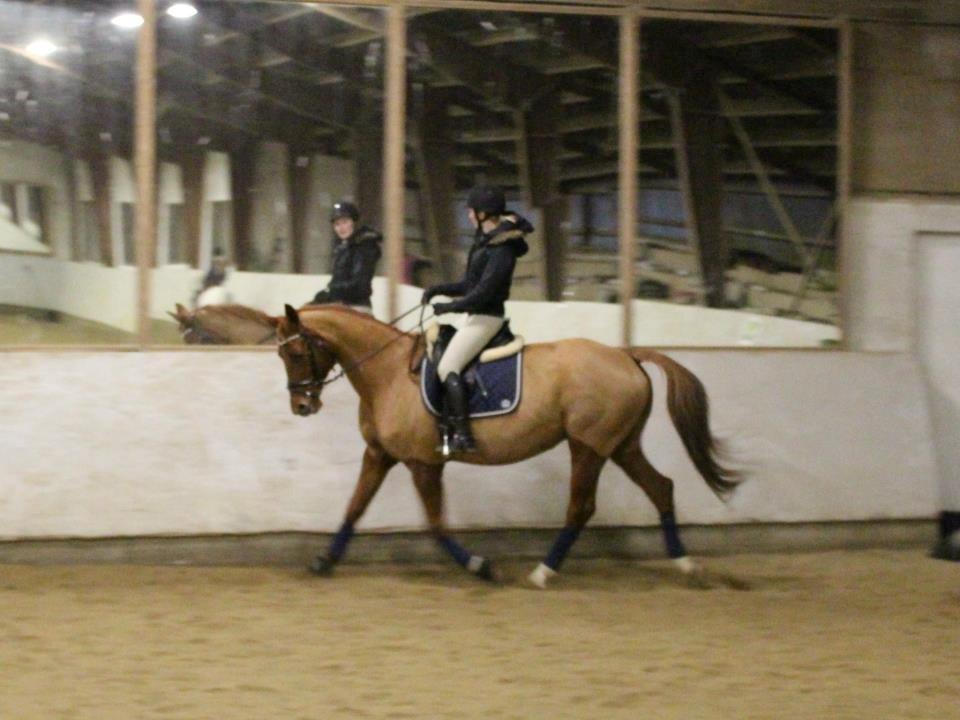 Dansk Varmblod Alpha Z - Dressur Julen 2012

Musen <3 billede 6