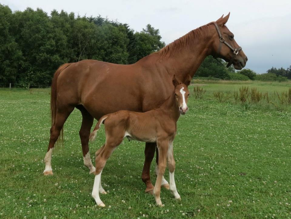 Dansk Varmblod Alpha Z - Følleeee <3  billede 2