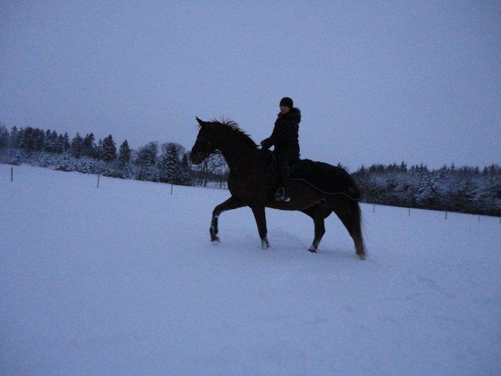 Dansk Varmblod Alpha Z - Alpha nyder sneen :-) billede 3