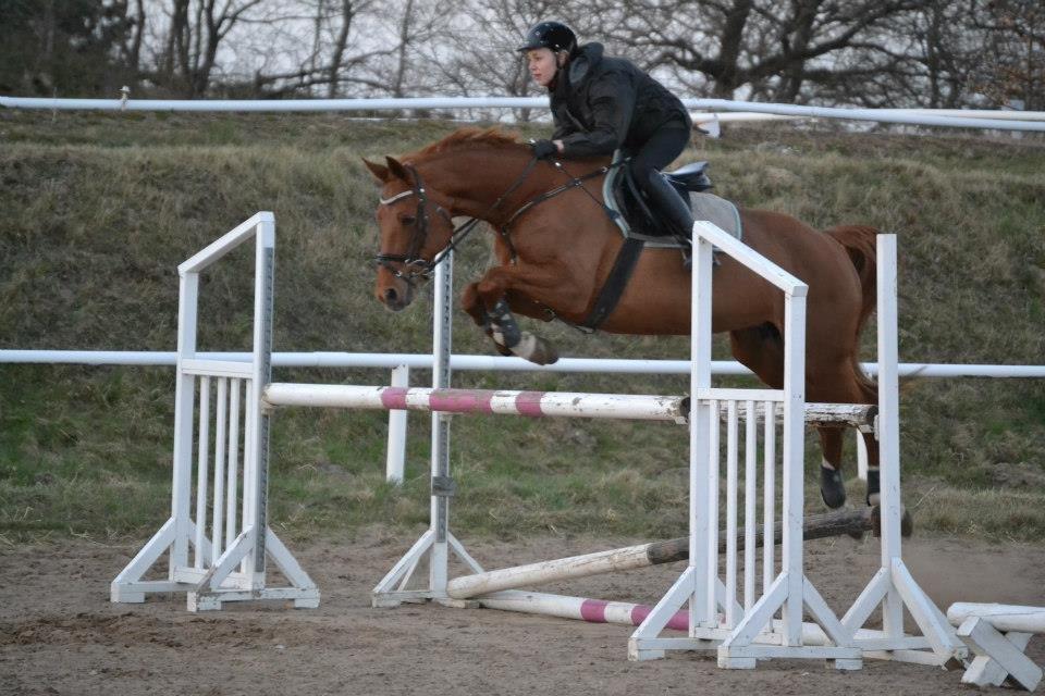 Dansk Varmblod Alpha Z - Min ven <3 
120cm :-) billede 1