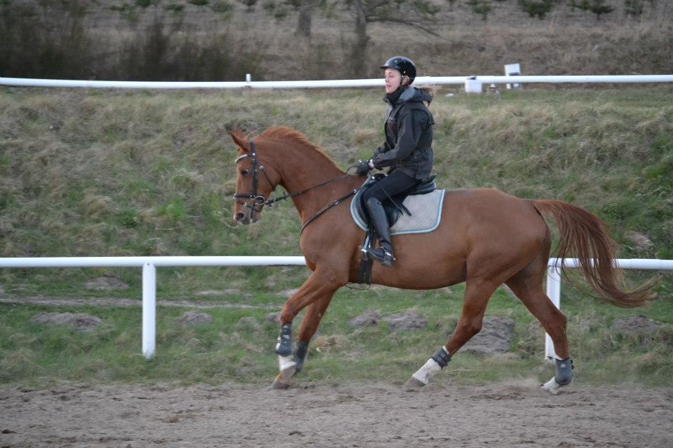 Dansk Varmblod Alpha Z billede 4