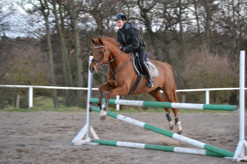 Dansk Varmblod Alpha Z - Jeg elsker dig <3 billede 5