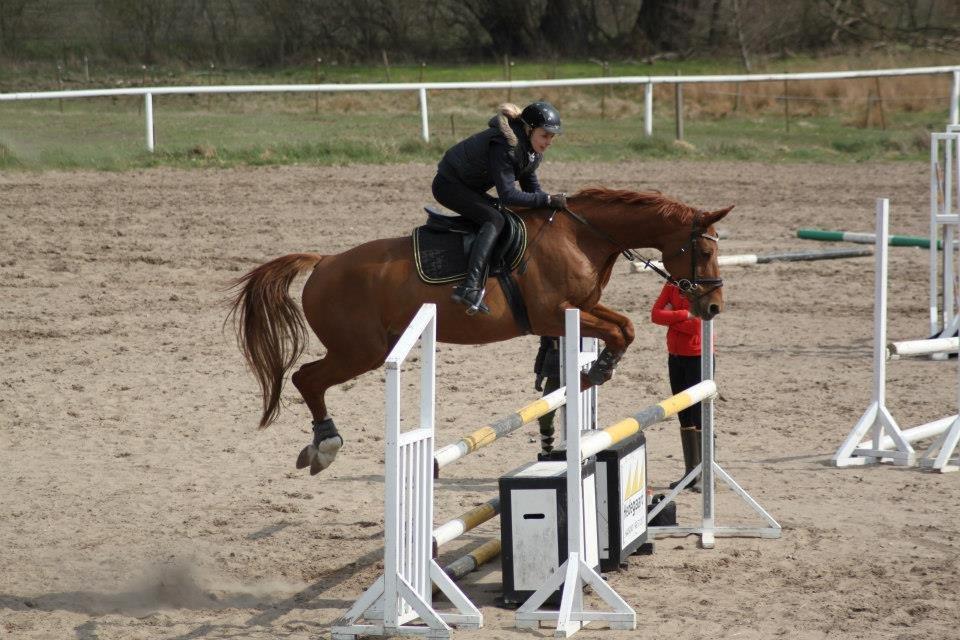 Dansk Varmblod Alpha Z billede 7