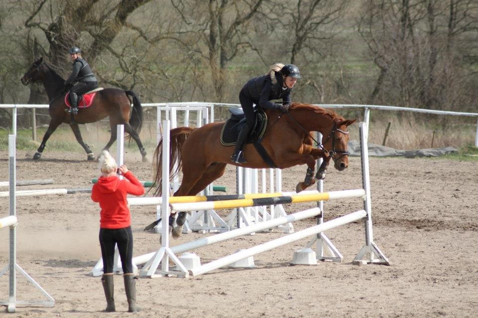 Dansk Varmblod Alpha Z billede 8