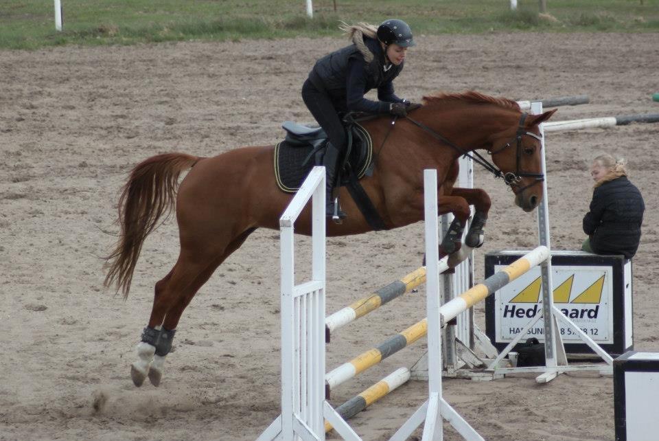 Dansk Varmblod Alpha Z billede 9