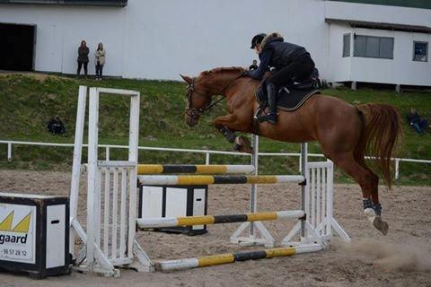 Dansk Varmblod Alpha Z - En fighter <3 billede 10