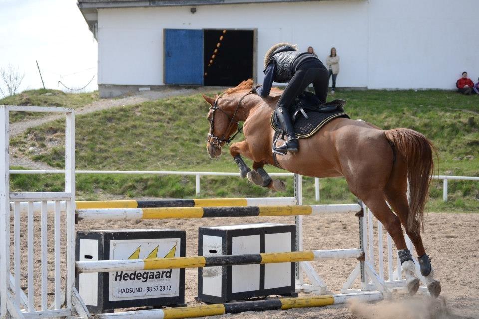 Dansk Varmblod Alpha Z billede 11