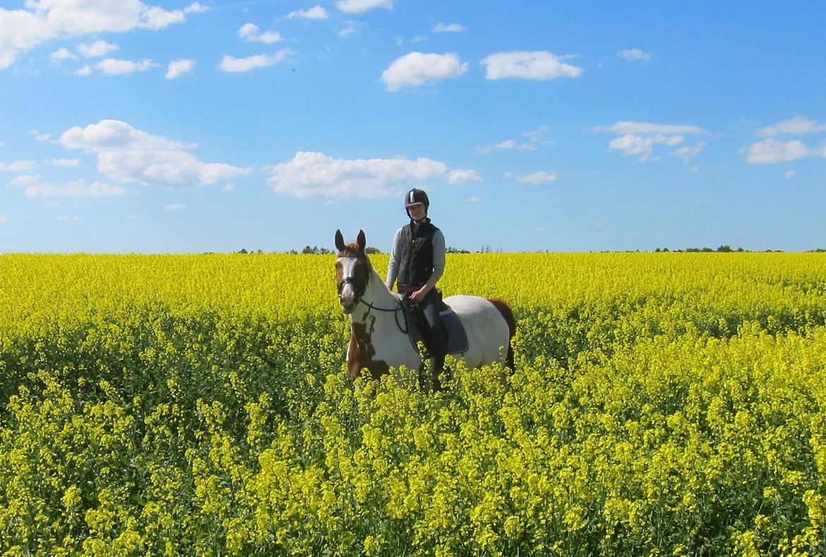 Anden særlig race Jasmin - Rapsmark :) billede 20