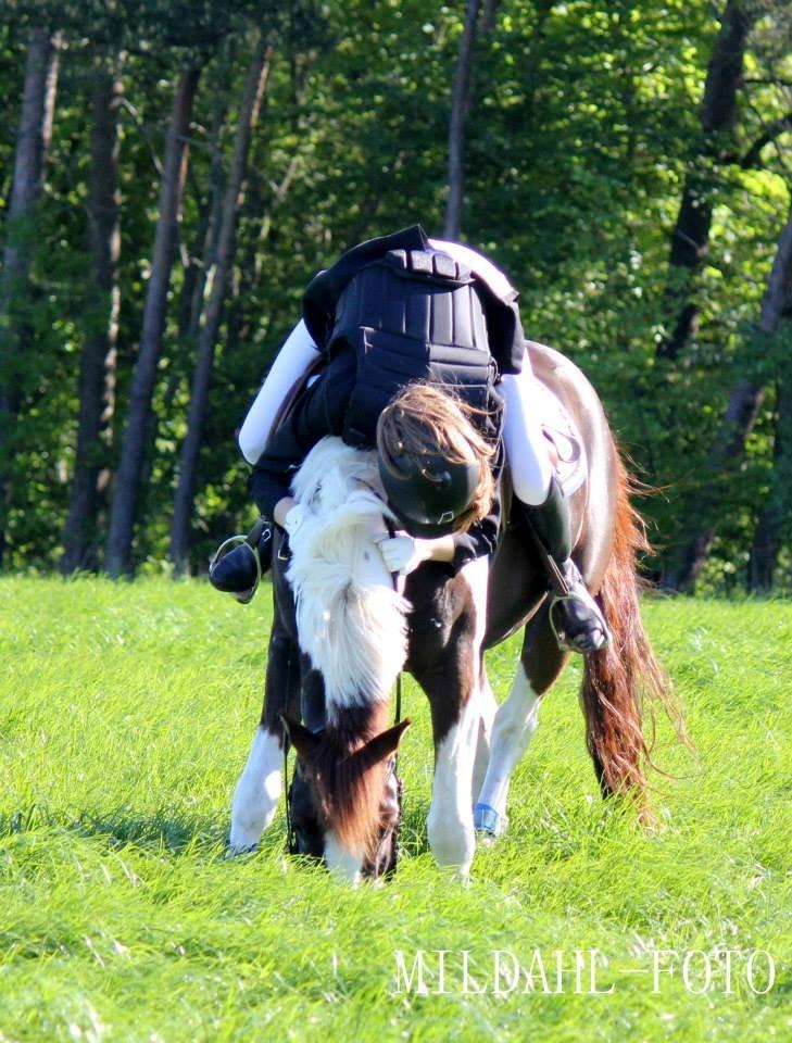 Lewitzer Picasso PIH 93 - Den pony er den sjoveste, sødeste og bedste pony der findes. Han vil altid være min stjerne! <3 billede 15