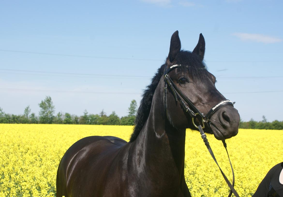 Anden særlig race Frida billede 6