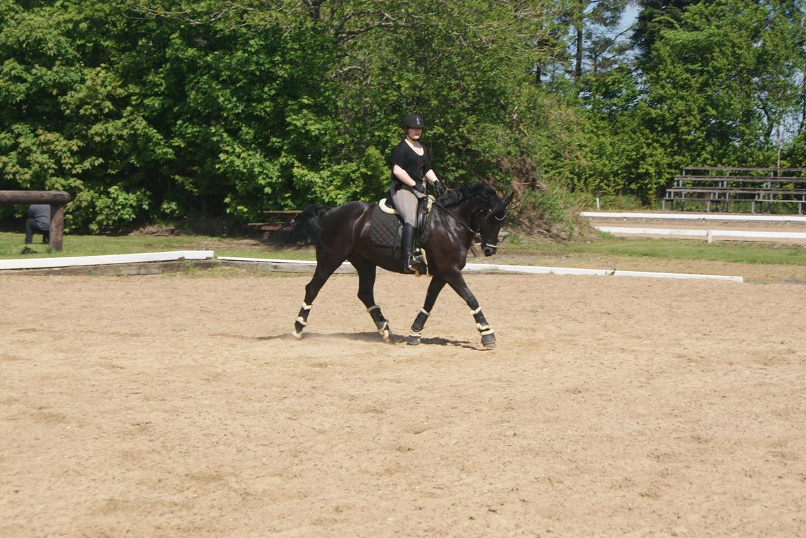 Anden særlig race Frida billede 7