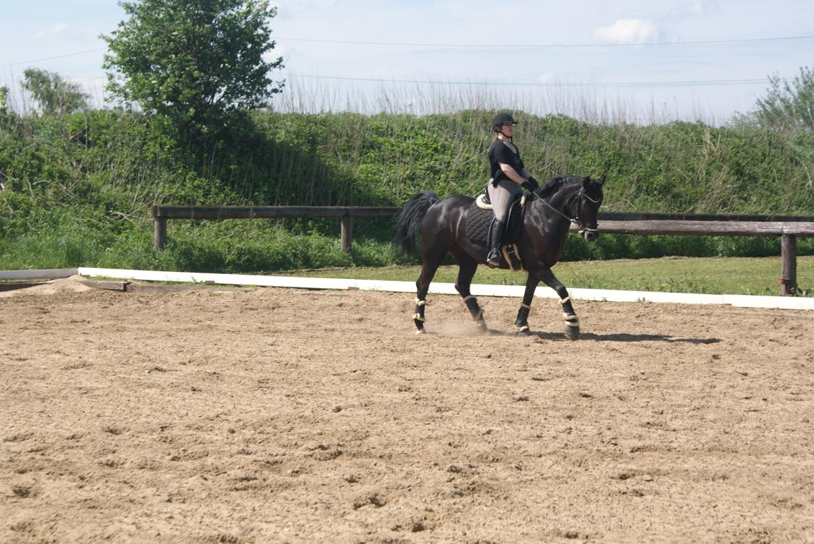 Anden særlig race Frida billede 8