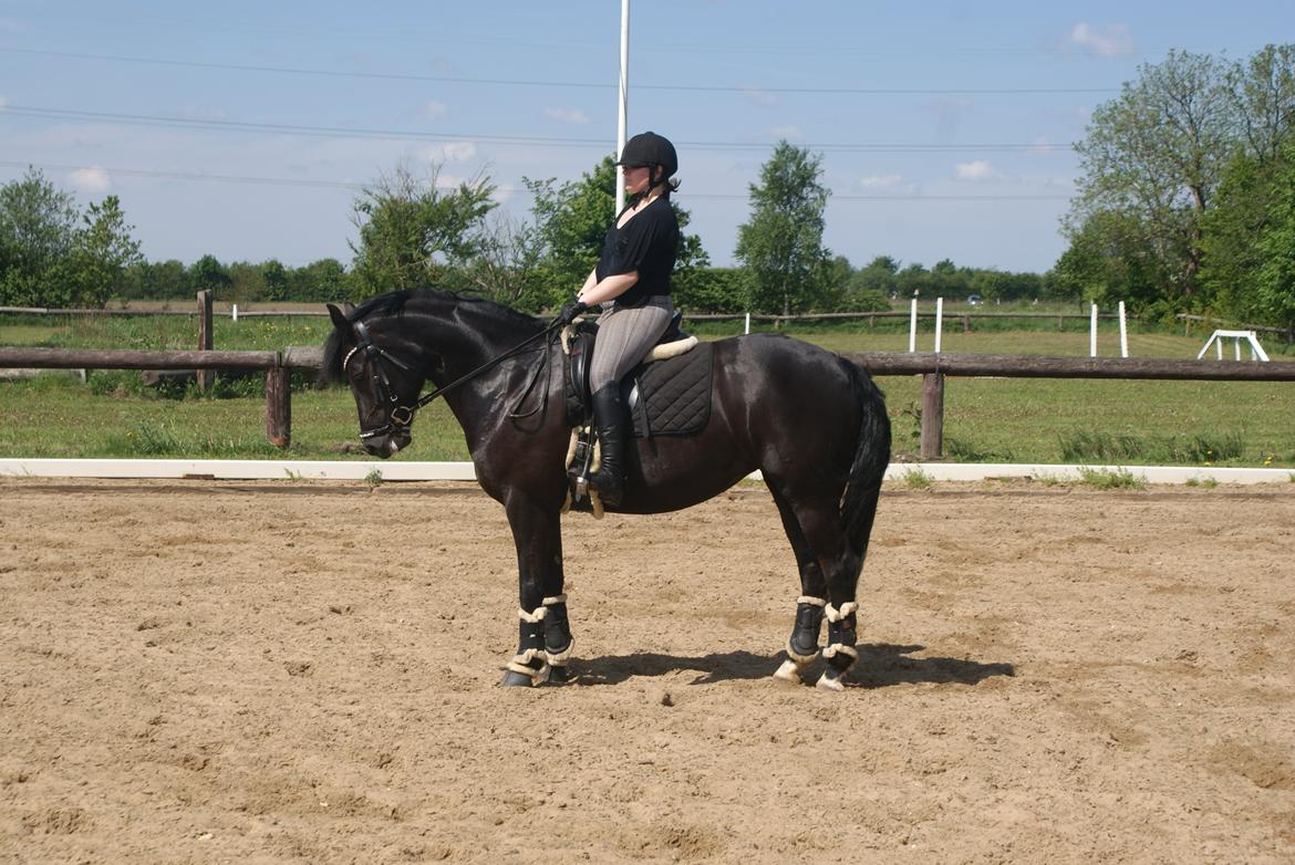 Anden særlig race Frida billede 3