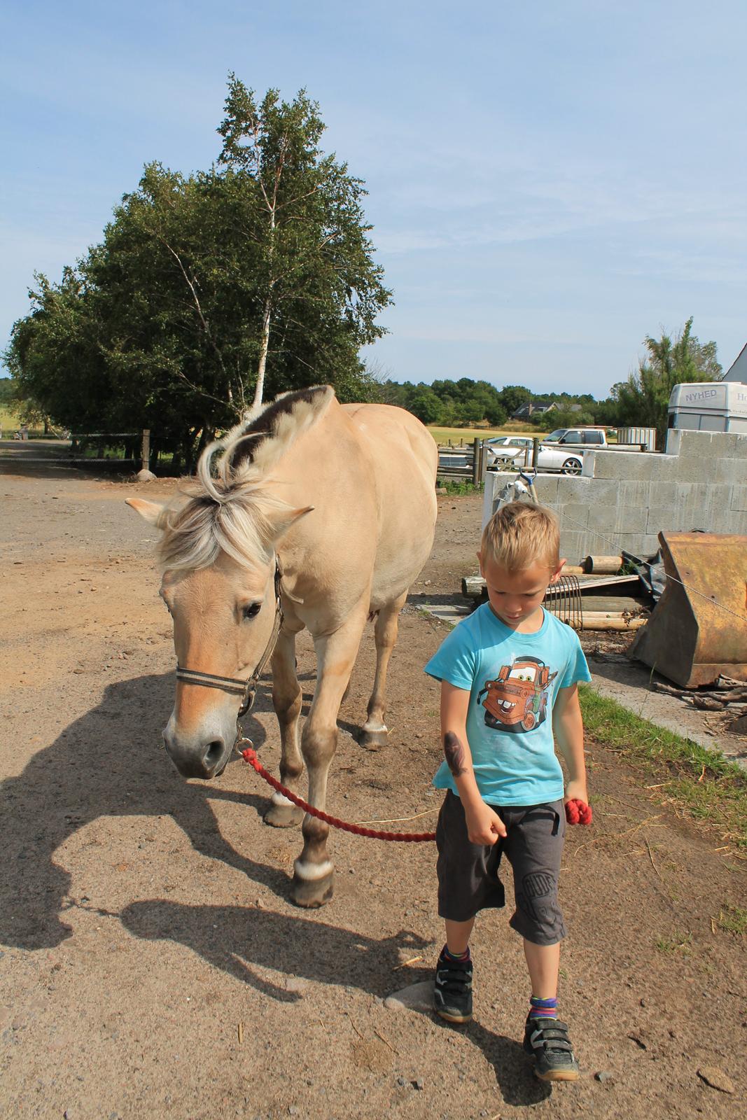 Fjordhest Fie - min lillebro og fie billede 6