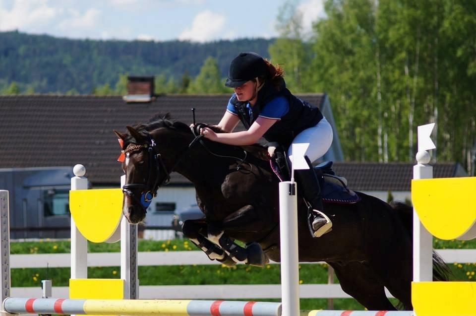 Hollandsk Sportspony | Radec<3 | (Toblerone) - stævne  mb** billede 3