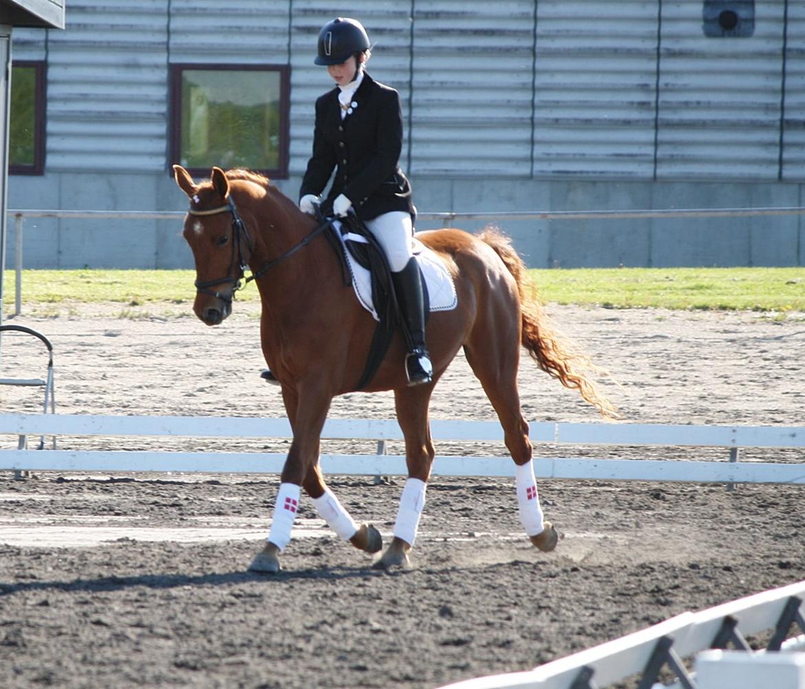 Palomino Argento<3 (rød) billede 17