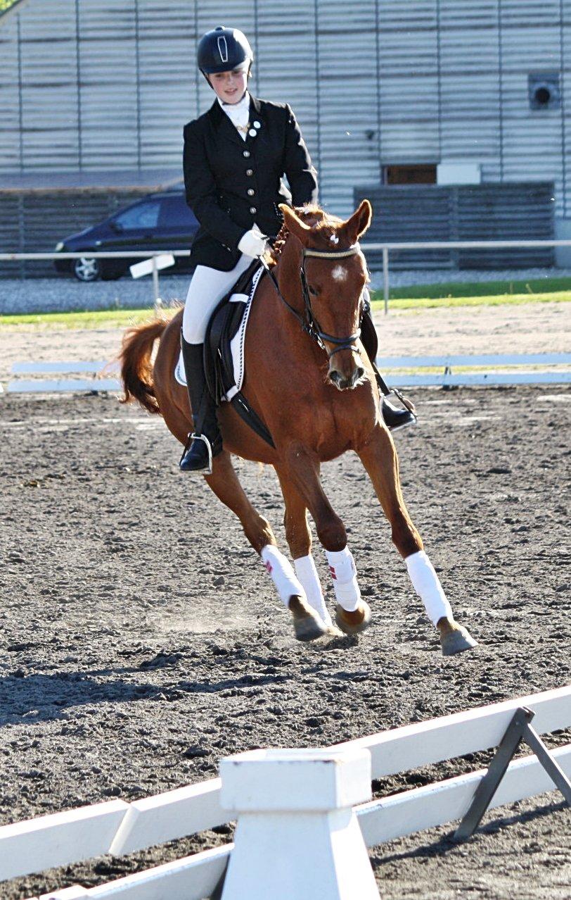 Palomino Argento<3 (rød) billede 16