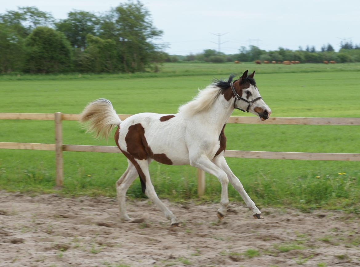 Pinto Graversgaards Chapeau - Dette billed er taget D. 26. Maj 2013, lidt over 13 måneder gammel :D midt i en vækst periode :D billede 5
