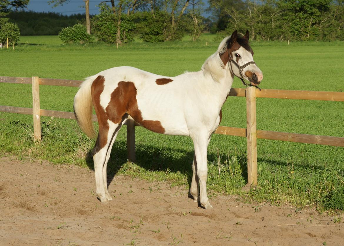 Pinto Graversgaards Chapeau - Dette billed er taget D. 26. Maj 2013, lidt over 13 måneder gammel :D midt i en vækst periode :D billede 3