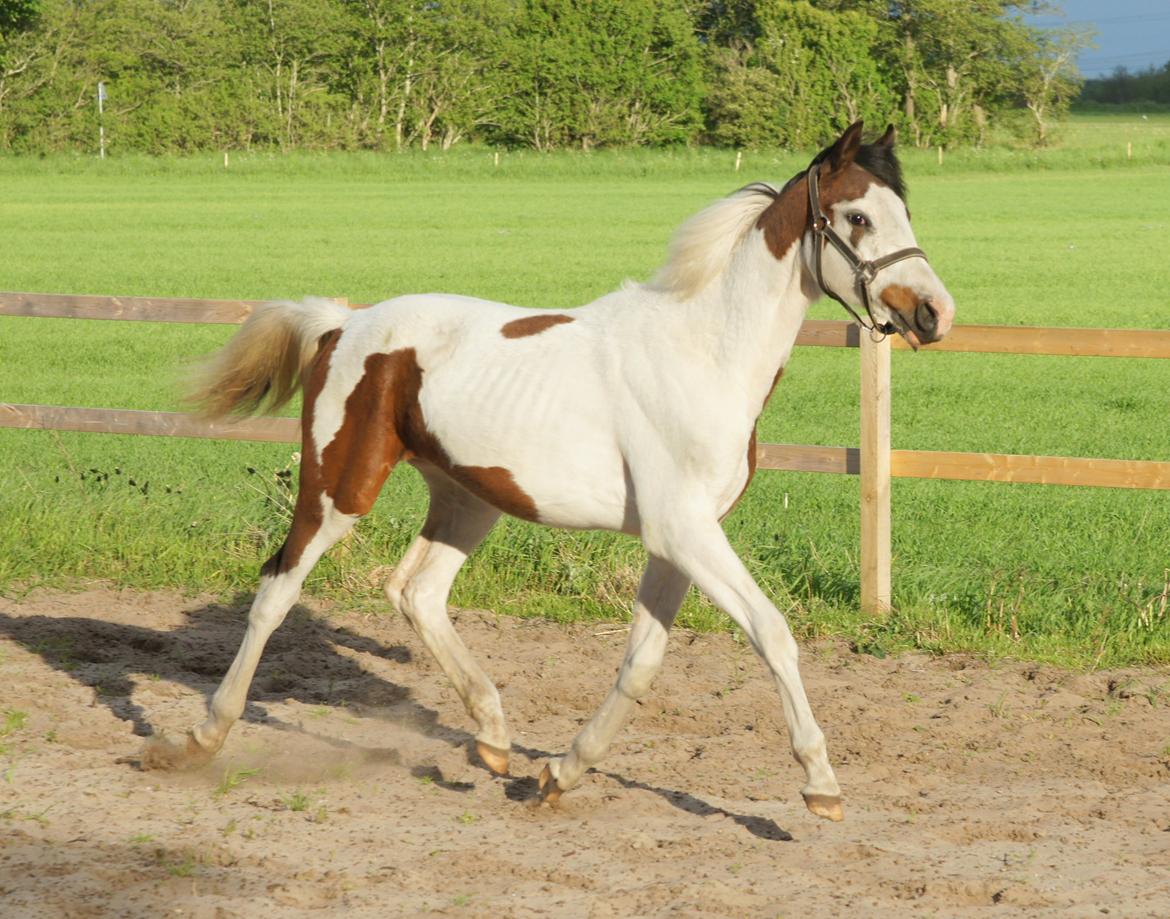 Pinto Graversgaards Chapeau - Dette billed er taget D. 26. Maj 2013, lidt over 13 måneder gammel :D midt i en vækst periode :D billede 13